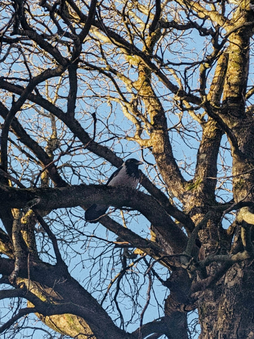photo of a hooded crow sitting on a branch of an old and bare sun-lit tree with blue sky behind her